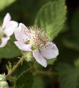 Image of Himalayan blackberry