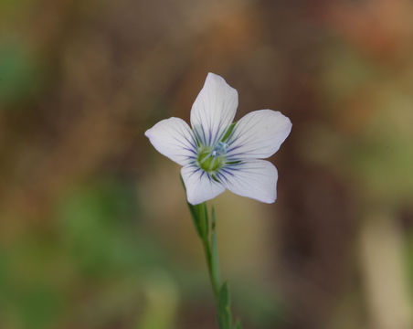 Image of pale flax