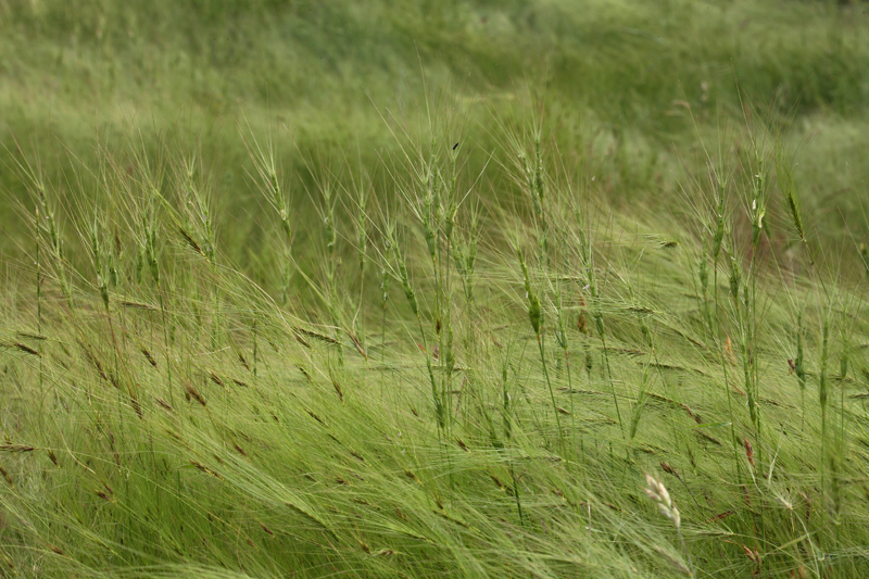 Aegilops triuncialis L. resmi