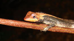 Image of <i>Calotes rouxii</i>