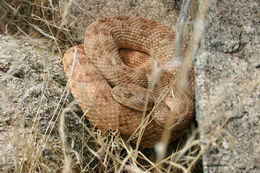 صورة Crotalus mitchellii (Cope 1861)