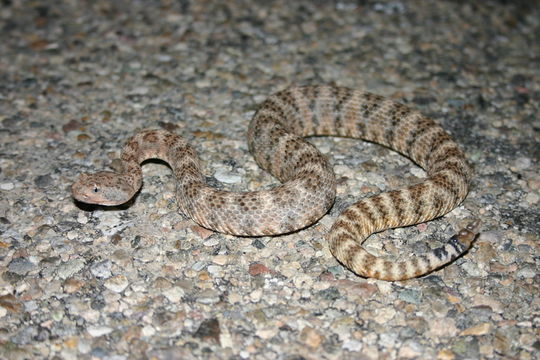 Image of Speckled Rattlesnake