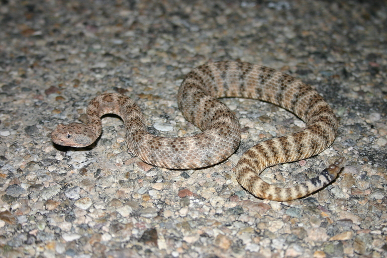 صورة Crotalus mitchellii (Cope 1861)