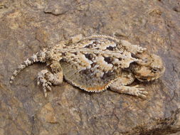 Image of Desert Horned Lizard