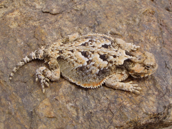 Image of Desert Horned Lizard