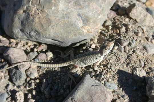 Image of Northern Desert Iguana