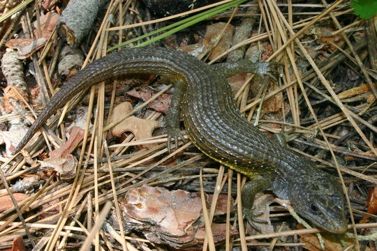 Image of northern alligator lizard