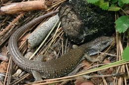 Image of northern alligator lizard