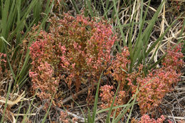 Слика од Micromonolepis pusilla (Torr.) Ulbr.