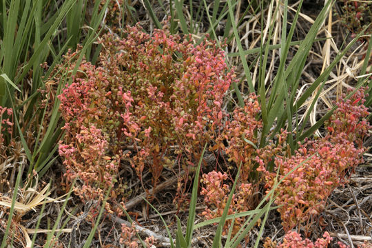 Image of small povertyweed