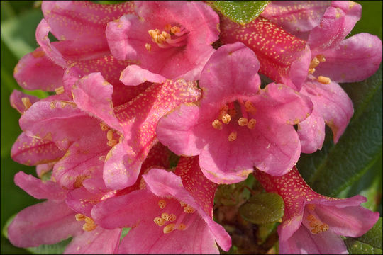 Imagem de Rhododendron ferrugineum L.