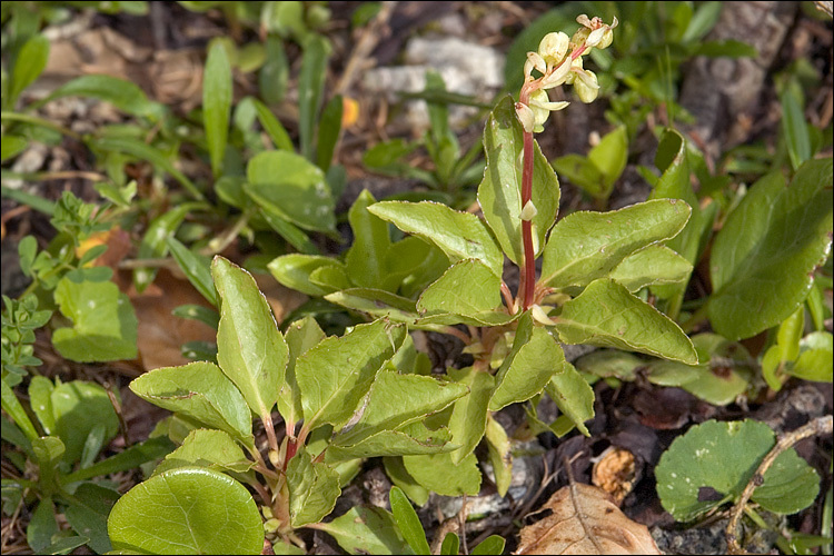 Image of sidebells wintergreen