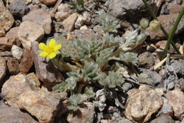 Image of silky cinquefoil