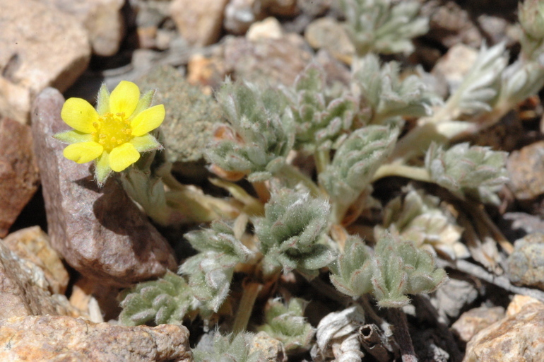 Image of silky cinquefoil