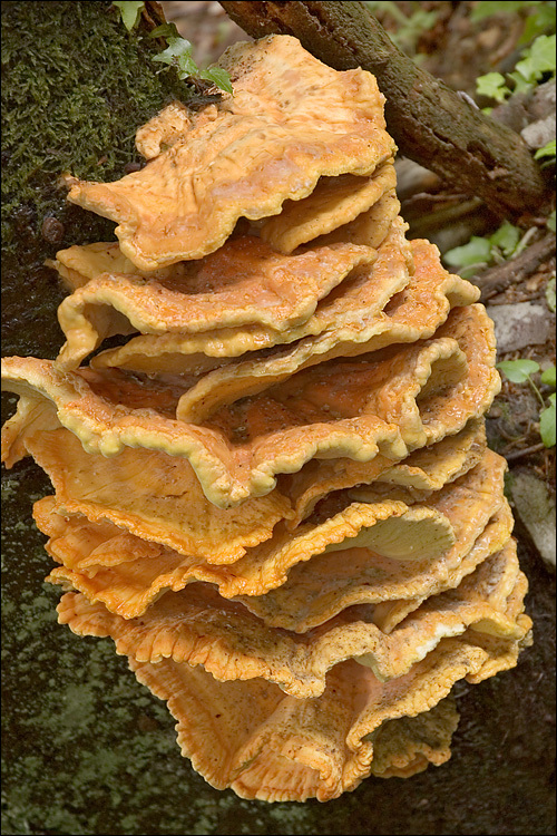 Image of Laetiporus sulphureus (Bull.) Murrill 1920