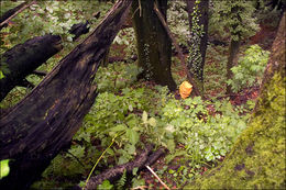 Image of Laetiporus sulphureus (Bull.) Murrill 1920