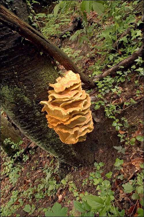 Image of Laetiporus sulphureus (Bull.) Murrill 1920