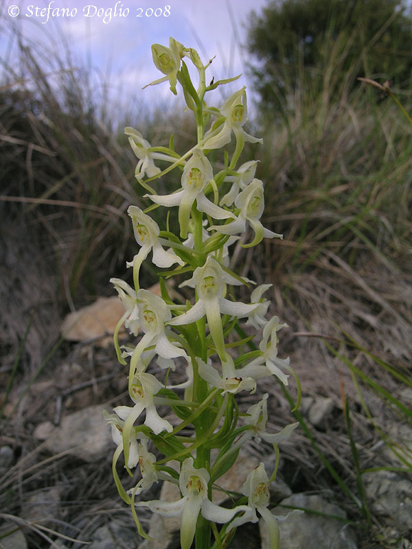 Image de Platanthera metabifolia F. Maek.