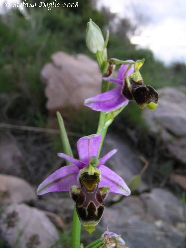 Image of Woodcock bee-orchid