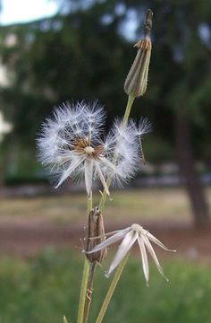 Image of Italian hawksbeard