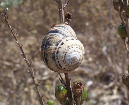 Image of Maritime gardensnail