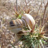 Image of Maritime gardensnail