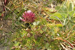 Imagem de Trifolium wormskioldii Lehm.