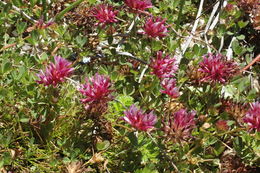 Imagem de Trifolium wormskioldii Lehm.