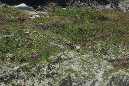 Image of cows clover