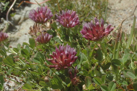 Imagem de Trifolium wormskioldii Lehm.