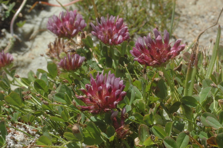 Слика од Trifolium wormskioldii Lehm.