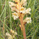 Orobanche lutea Baumg.的圖片