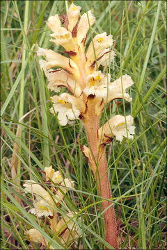 Imagem de Orobanche lutea Baumg.