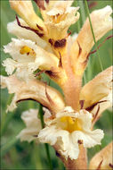 Image of Orobanche lutea Baumg.