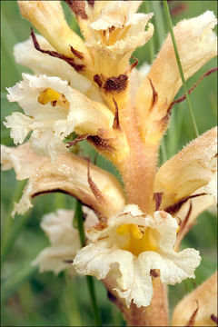 Imagem de Orobanche lutea Baumg.