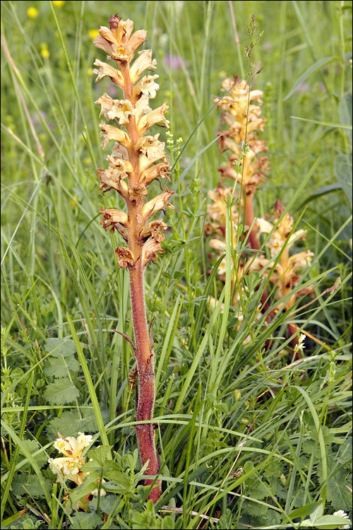 Image of Orobanche lutea Baumg.