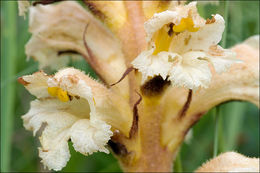 Imagem de Orobanche lutea Baumg.