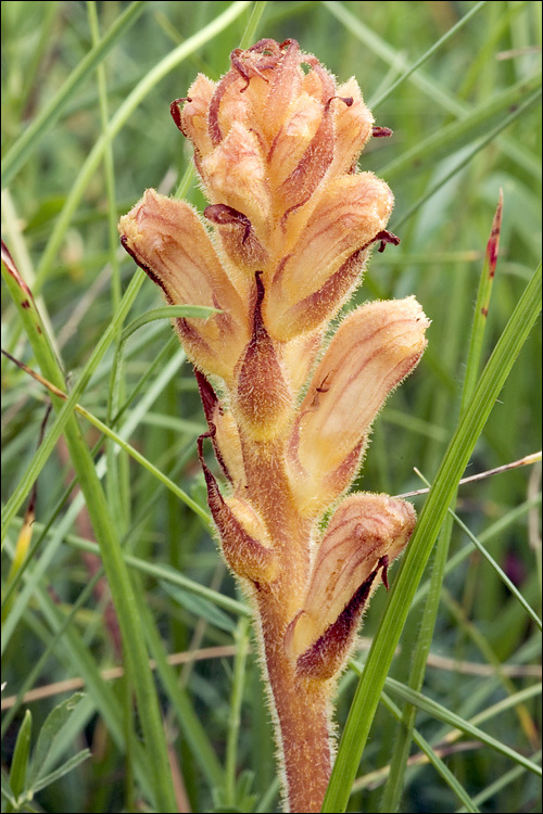 Imagem de Orobanche lutea Baumg.