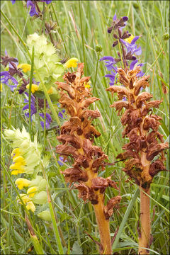 Imagem de Orobanche lutea Baumg.