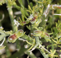 Image of spiny menodora