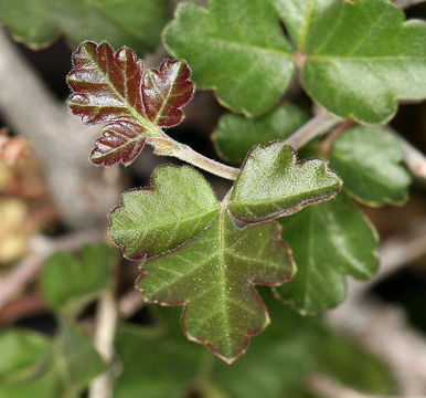 Rhus aromatica Ait. resmi