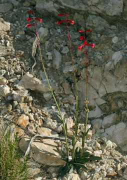 Image of Utah penstemon