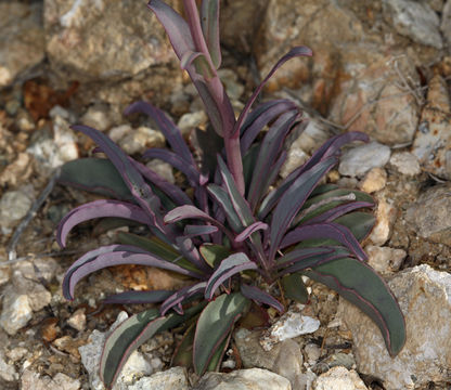 Image of Utah penstemon