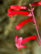 Image of Utah penstemon