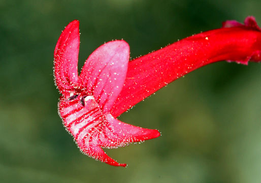 Image of Utah penstemon