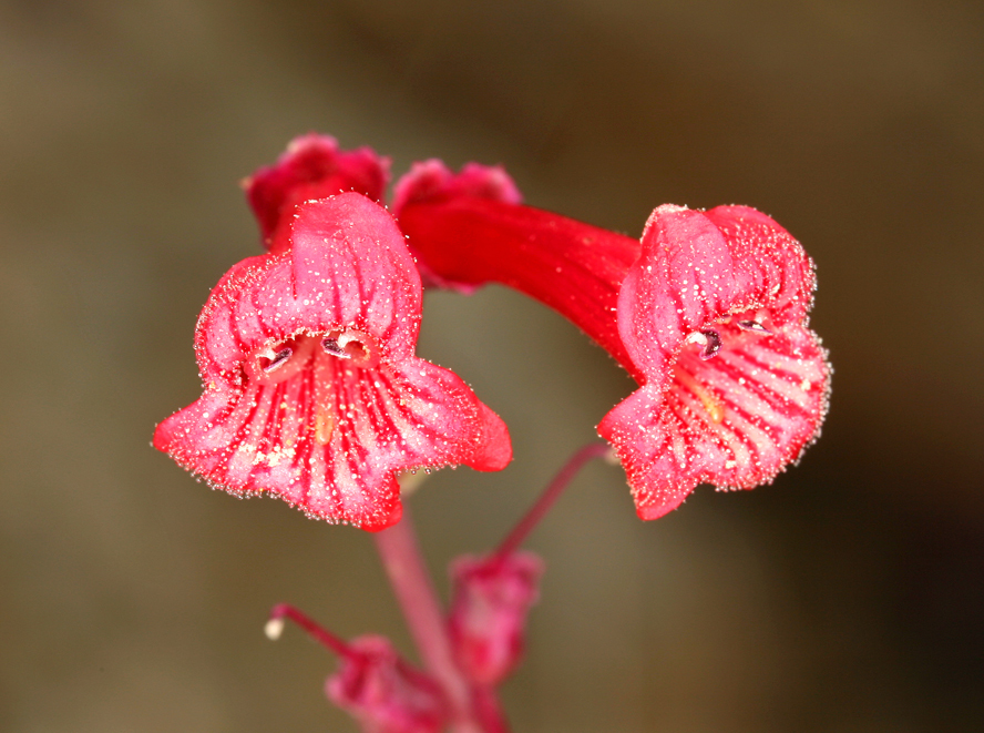 Image of Utah penstemon