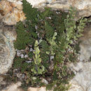 Image of <i>Cheilanthes feei</i>