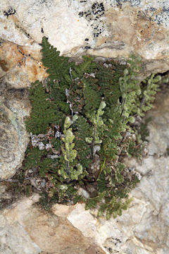 Image of <i>Cheilanthes feei</i>