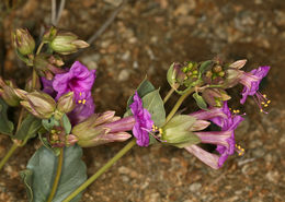 Image de Mirabilis multiflora var. pubescens S. Wats.