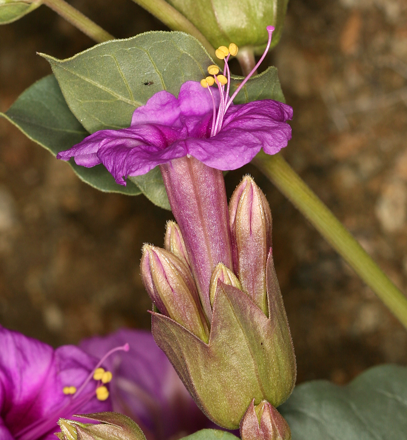 Image de Mirabilis multiflora var. pubescens S. Wats.